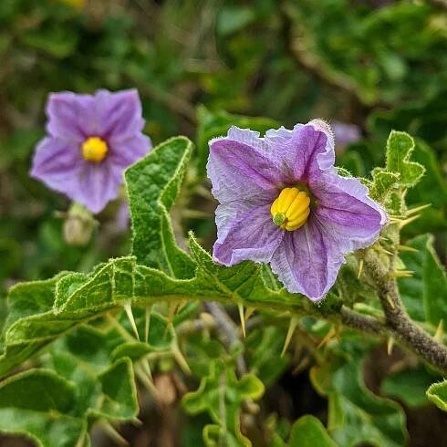 Devil’s Apple ( Solanum linnaeanum )