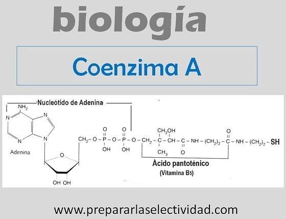 Coenzima A