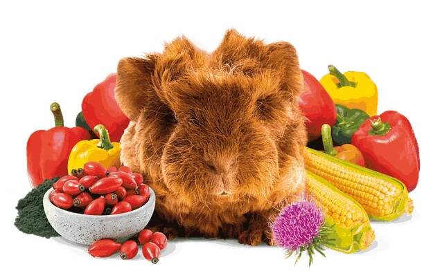 Brit Animals GUINEA PIG Complete 300 g | krmivo-brit.cz