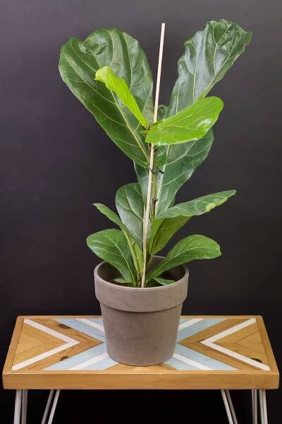 Ficus lyrata (veľký)