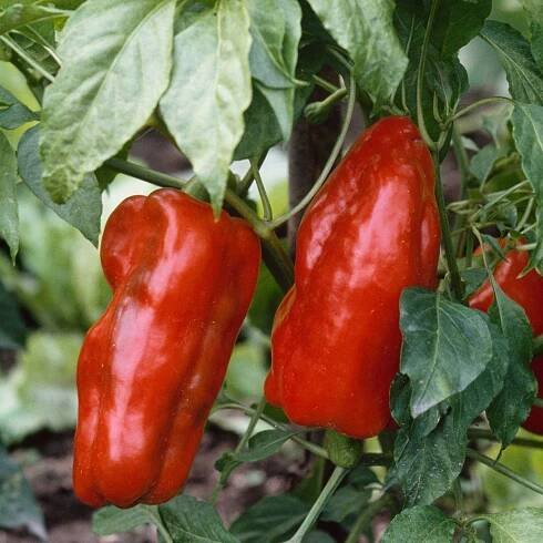 red peppers growing on a plant