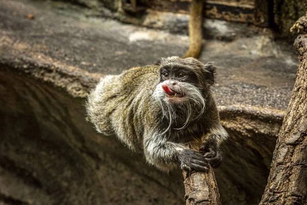 Zoo Hluboká nad Vltavou - Jakub Kováč (fotograf)