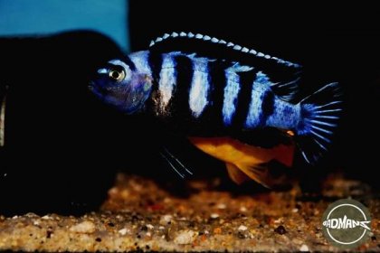 Pseudotropheus Demasoni: Care Guide for the Vivid African Cichlid