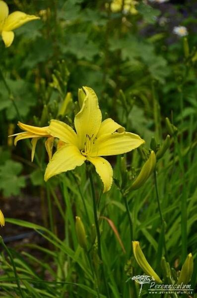 Hemerocallis 'Atlas' | Perenniculum
