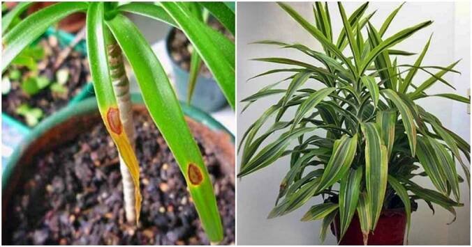 Dracena Zloutnuti Listu