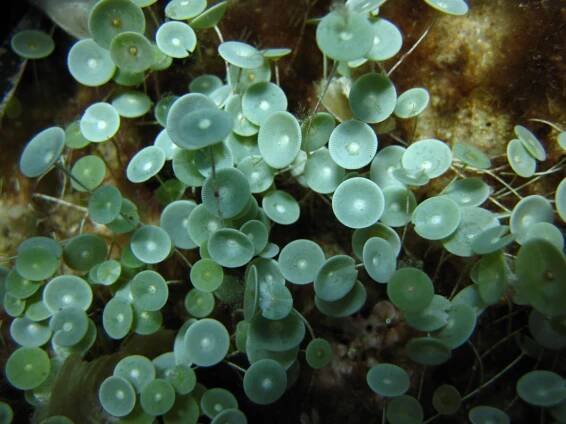 Acetabularia acetabulum