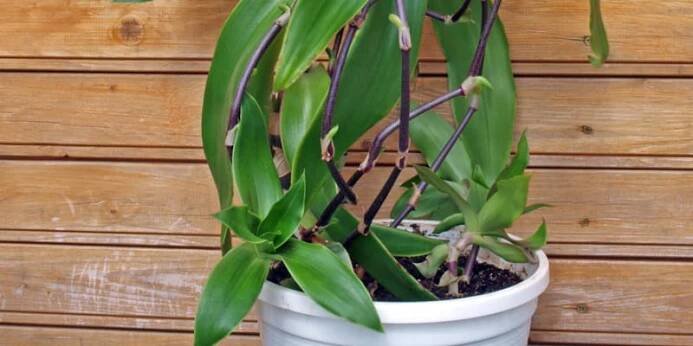 Kalísie voňavá (Callisia fragrans) 2