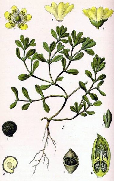 Portulak – Wikipedia