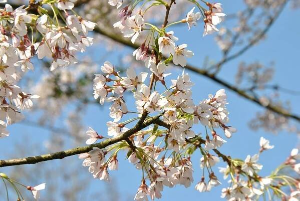 Prunus incisa 'Lotte' | višeň vyříznutá 'Lotte' - Van den Berk školky