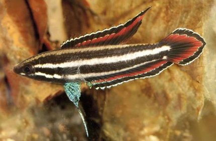 Zuchtaktion 3: Parosphromenus phoenicurus – Langgam-Prachtgurami - my-fish - Aus Freude an der Aquaristik