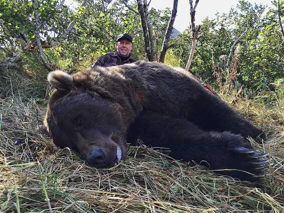 Brown Bear Hunt - Fred Sweisthal - Quality Fur Dressing