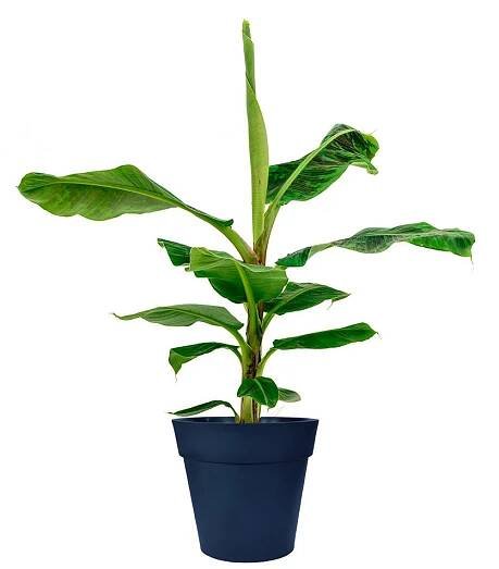 Dwarf Cavendish Banana Plant - Image 5