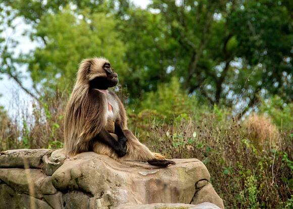Základová fotografie na téma abyssinian, africké divoké zvěře, afrika, biodiverzity, chování zvířat, divočina, divoká příroda