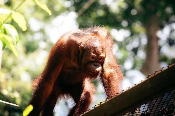 Orangutan in Borneo