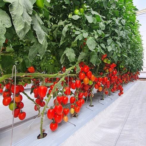 Hazera launches ToBRFV resistant varieties in Mexico - Global