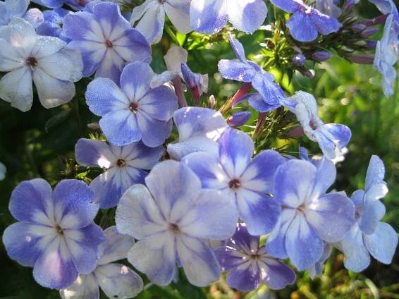 Phlox 'Blue Spot'