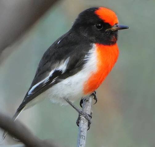 Videos | caperteebirder.com