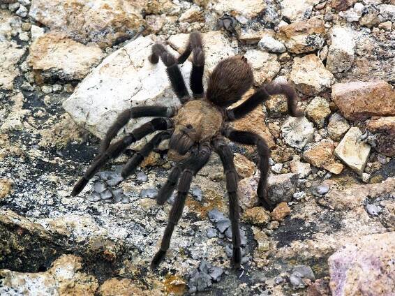 Species conservation profiles of tarantula spiders (Araneae, Theraphosidae) listed on CITES