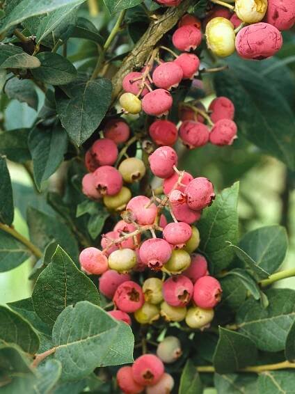 Vaccinium Pink Lemonade