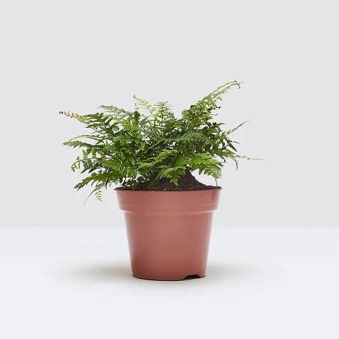 Golden Shield Fern | Dryopteris Affinis | Outdoor Plants Delivered | Patch