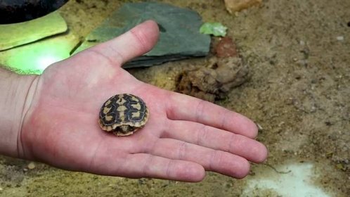 Tak vypadá jediná želva na svět�ě, která umí nafouknout nebo naopak splasknout svůj krunýř