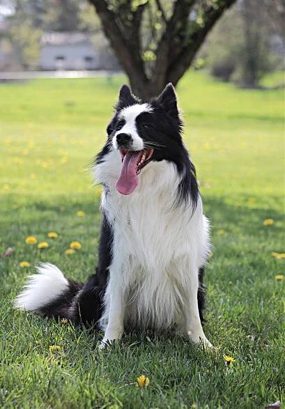 Ammardan Border Collies - Jager