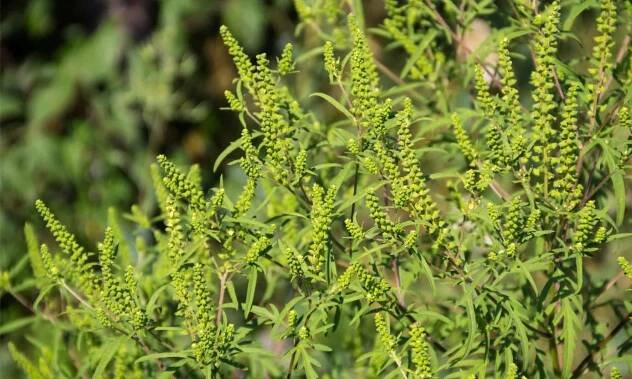 Mugwort vs. Ragweed: What’s the Difference?