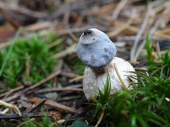 Hvězdovka smrková - Geastrum quadrifidum Pers. | www.ohoubach.cz