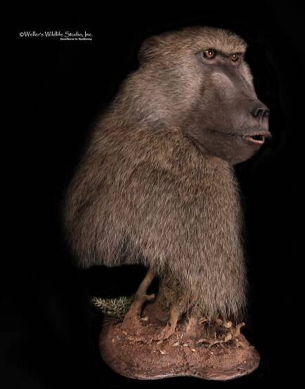 Wellers_Other_Baboon_Profile_05082019