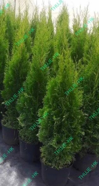 Thuja Smaragdkvětináč 5L