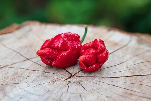 7 Pot Shardana BBG7 Red | Chilli semena | Chilli semena | Chilli semínka | Chilli omáčky | GOROL CHILLI