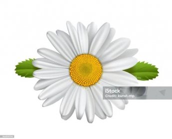 Sedmikráska květina, Heřmánek izolovaný, Marguerite, sedmikrásky, - Bez autorských poplatků Kopretina - Hvězdnicovité vektorové obrázky