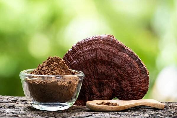 Královská houba Reishi - MycoMedica - vitální houby