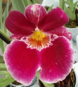 Orchideje, tilandsie, kaktusy, sukulenty - Kvetoucí orchidej ...