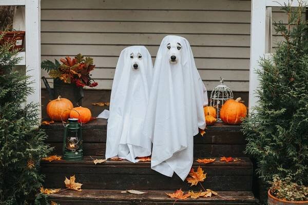 psí duch na halloween - halloween - stock snímky, obrázky a fotky