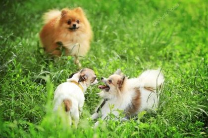 Stáhnout - Roztomilý nadýchané psi na zelené trávě — Stock obrázek