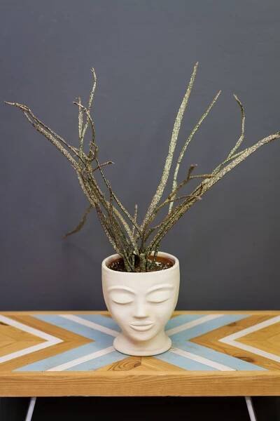 Euphorbia platyclada