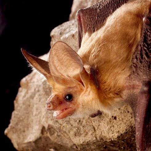 Bats by Region - Bat Conservation International