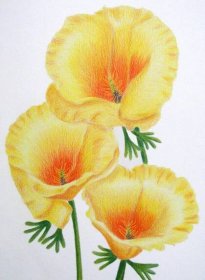 Poppies | Colored pencil Based on a workshop G. Green. | Dee (Diana ...