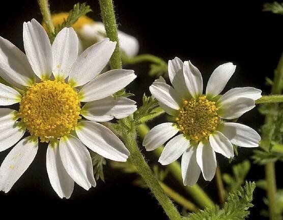Detalles de la flor de manzanilla loca