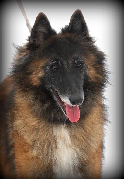 Kennel Deabei - tervueren - vrh R Deabei