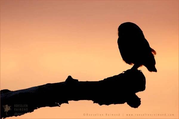 Little Owl silhouette at sunset