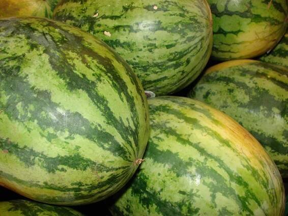 Citrullus lanatus - lubenice obecná