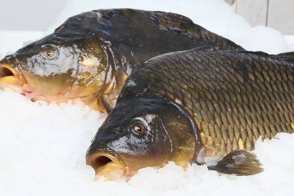 Štičí líheň - ESOX foto 1