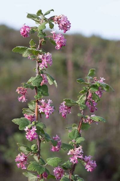 Grossulariaceae-Currant – MonFlora