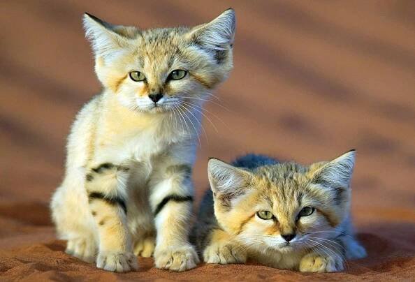барханная кошка 