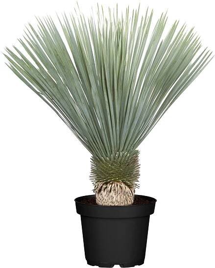 Juka rostrata Yucca rostrata; velikost květináče: 34 cm