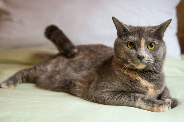 Tortoiseshell cat with gray and orange patch-patterned fur laying on bed