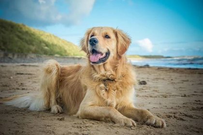 Best Dog Food for Golden Retrievers – Woof Whiskers