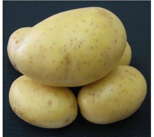 Sadbové brambory PRINCESS - žluté rané 1 kg
